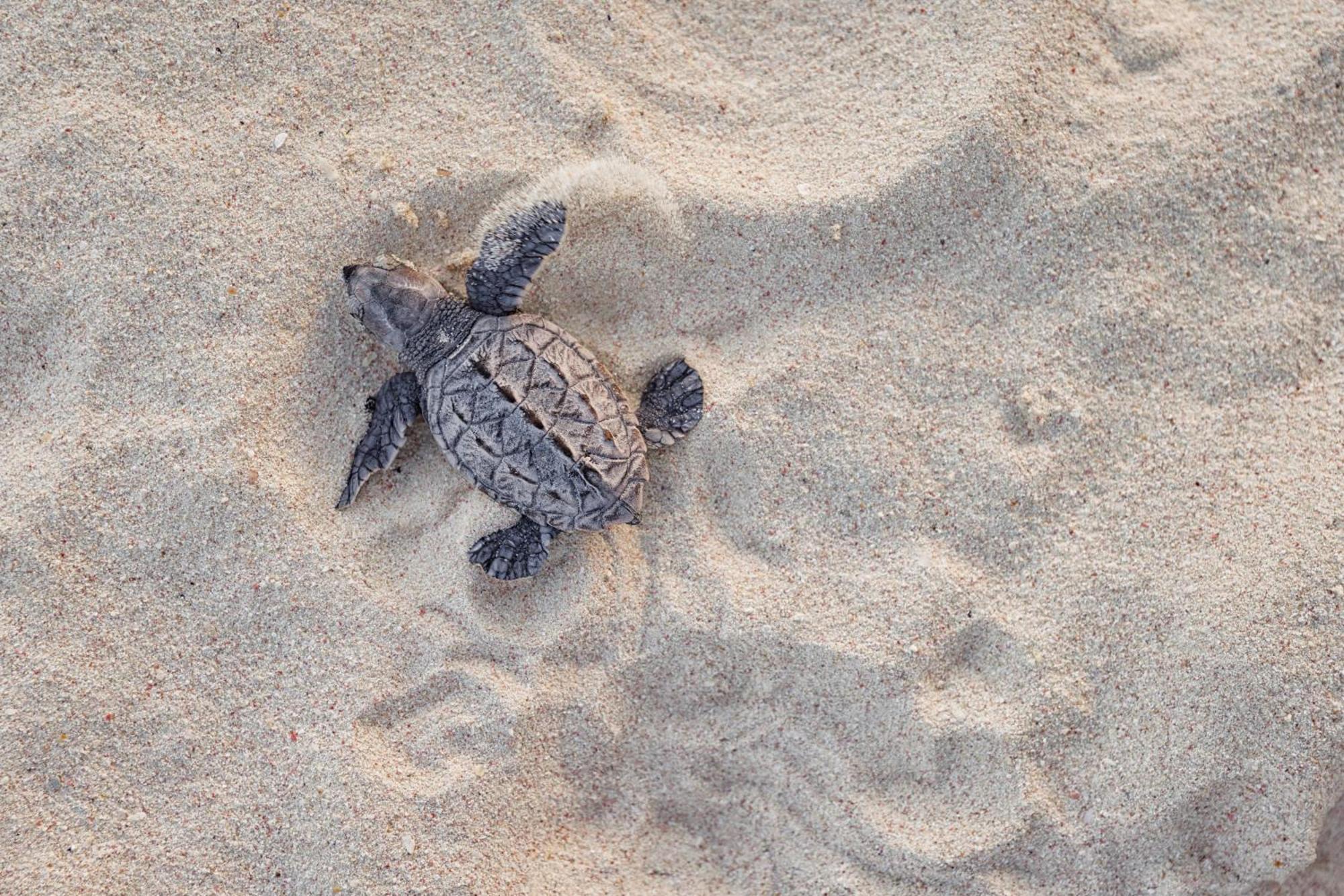 Sandals Royal Barbados All Inclusive - Couples Only (Adults Only) Oistins Kültér fotó